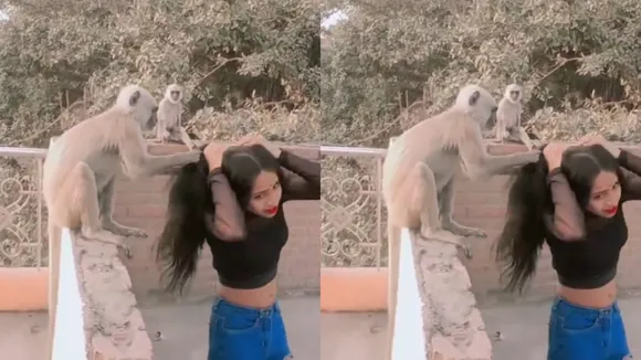 monkey Attack Viral Video