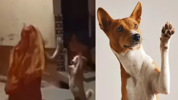 viral DOG dance video