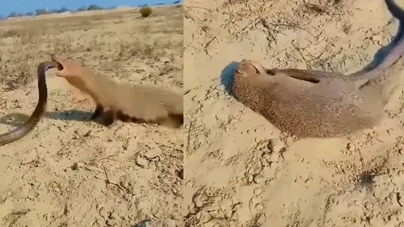 Mongoose Snake Attack Video
