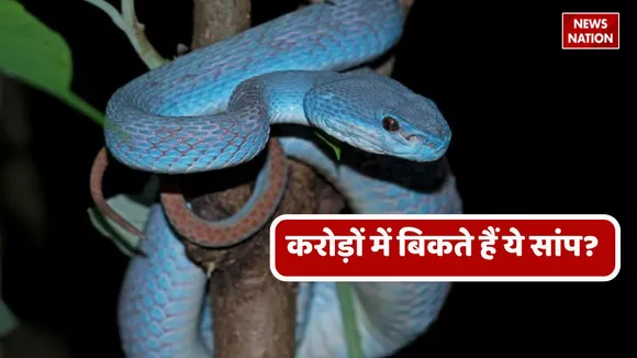 Are these snakes sold for crores