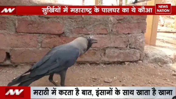 Crow speaking like humans VIRAL VIDEO