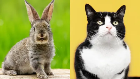 The rabbit made the cat pregnant