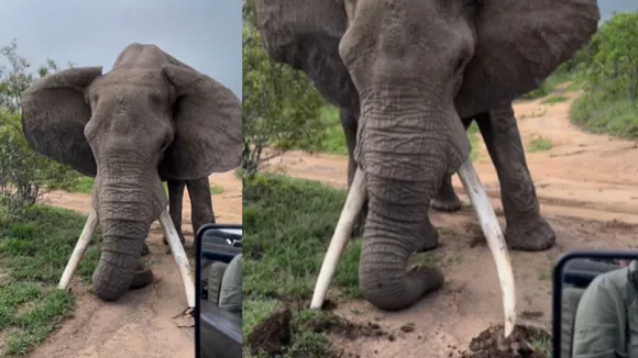 elephant warn people jungle