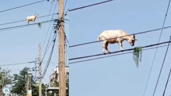 viral goat video on social media