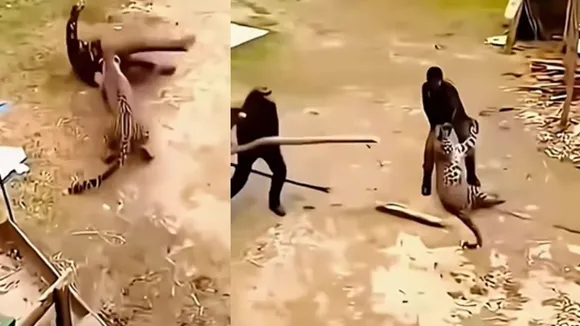 viral leopard video
