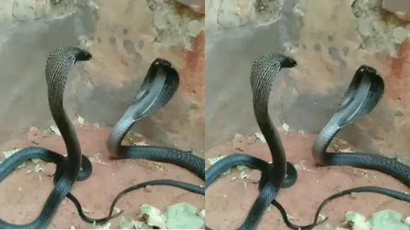 viral cobra attack 