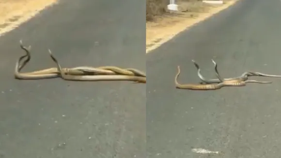 Viral video of cobra