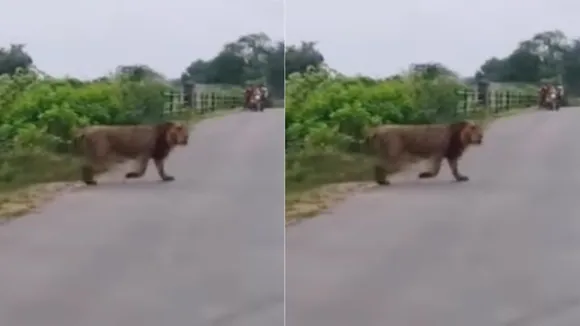 viral lion video