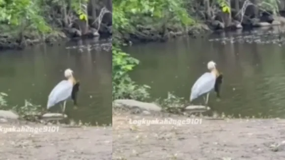 viral crane video on social media