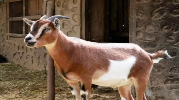 kanpur lamb theft case