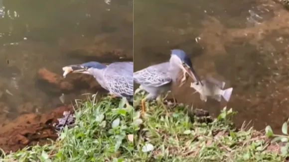 Fish Hunting Viral Video