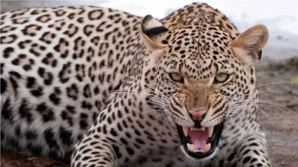 somnath Leopard Attack