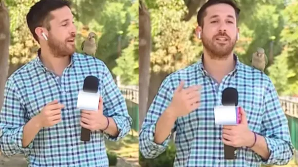 reporter while reporting viral video