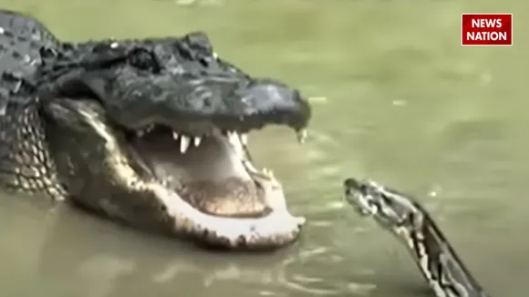 crocodile and python attack