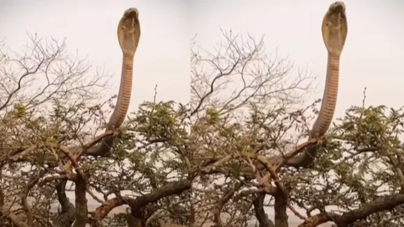 dangerous cobra spreading hood