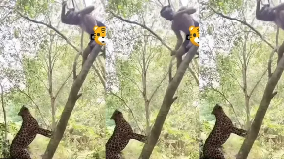VIRAL VIDEO LEOPARD ATTACK