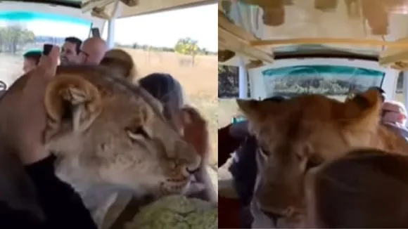 lion sat in the lap of the tourists