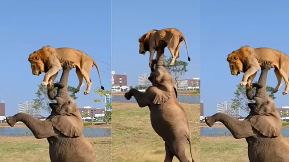 lion viral videos