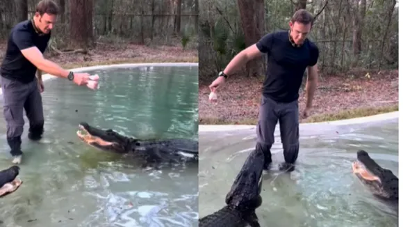 viral crocodile attack video on social media