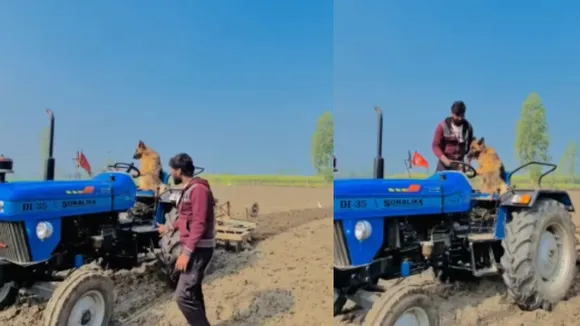 dog drive tractor viral video
