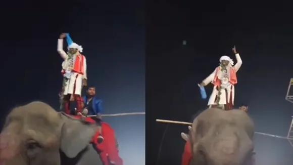 Viral Video dance elephants