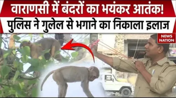 Varanasi monkey terror