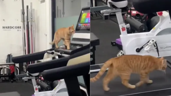 VIRAL VIDEO CAT
