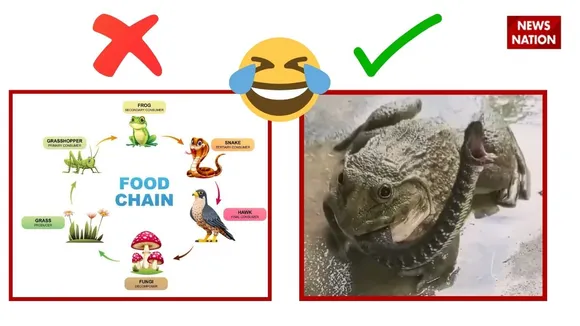 viral frog kills snake