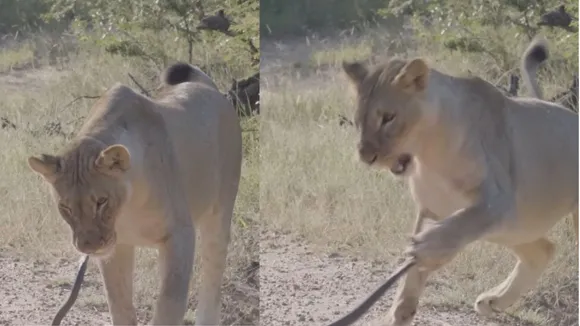 lion and snake fight