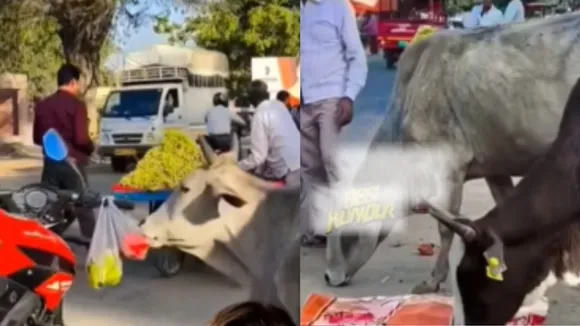 viral cow video