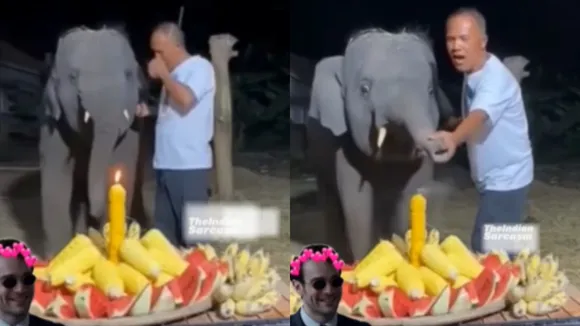 viral elephants video 