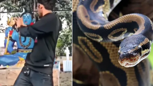 snake attack video viral