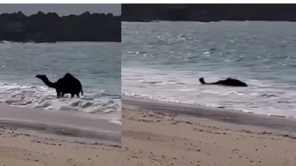 viral Video camel 