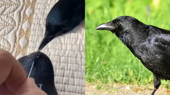 viral crow video