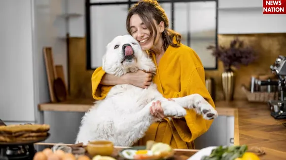 Pet Care