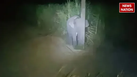 VIRAL ELEPHANT BABY
