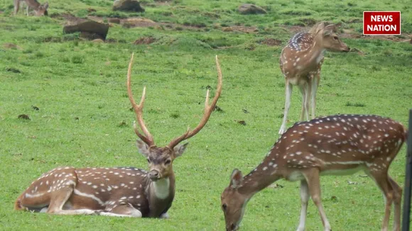 hauz khas DEER