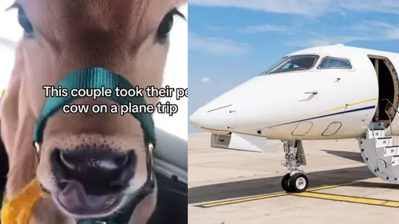 viral zet plain cow