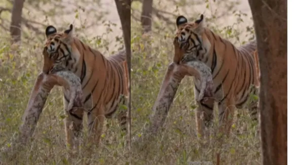 viral tiger killed python