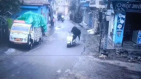bull riding scooty