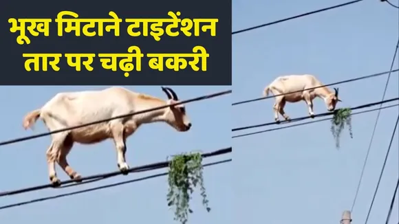 Goad Video Viral On Social Media