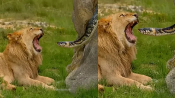 viral snake lion video