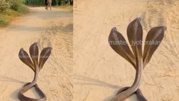 viral video three headneck