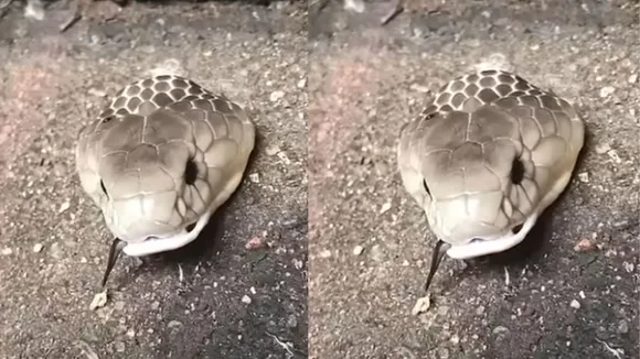 snake headed video viral 