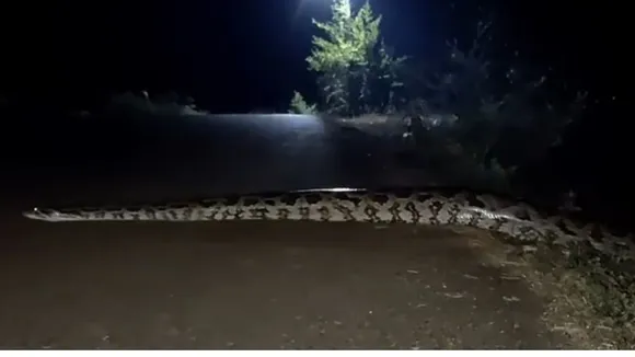viral python snake video