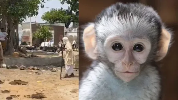 monkey dead in mathura