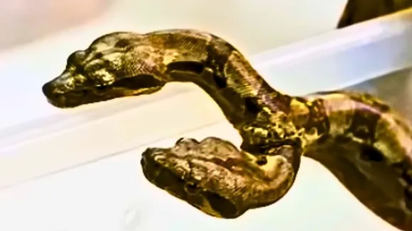 two headed snake video