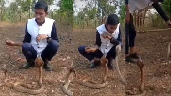 viral cobra video