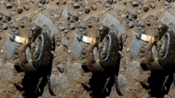 viral crab news video