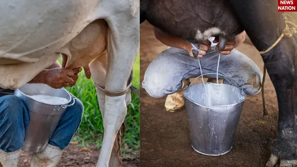 गाय का दूध या भैंस का दूध